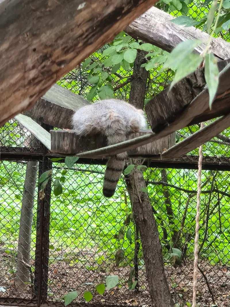 ノヴォシビルスク動物園のマヌルネコの写真
