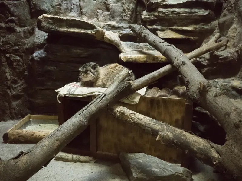 恩賜上野動物園のプリームラの写真