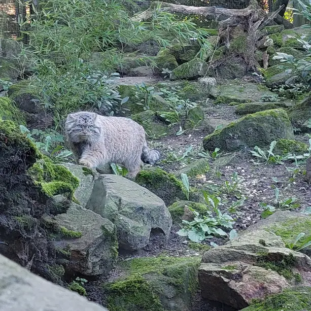 ロッテルダム動物園のポエスの写真