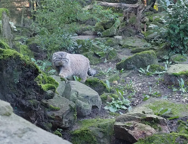 ロッテルダム動物園のポエスの写真