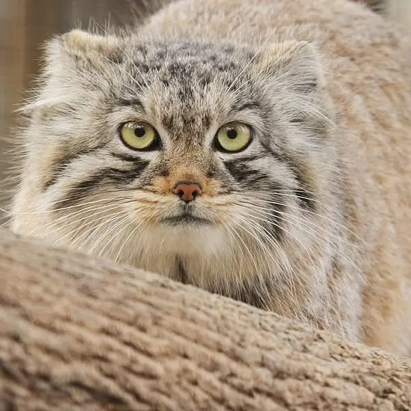 ビンガムトン動物園（ロス・パーク）のジョディの写真