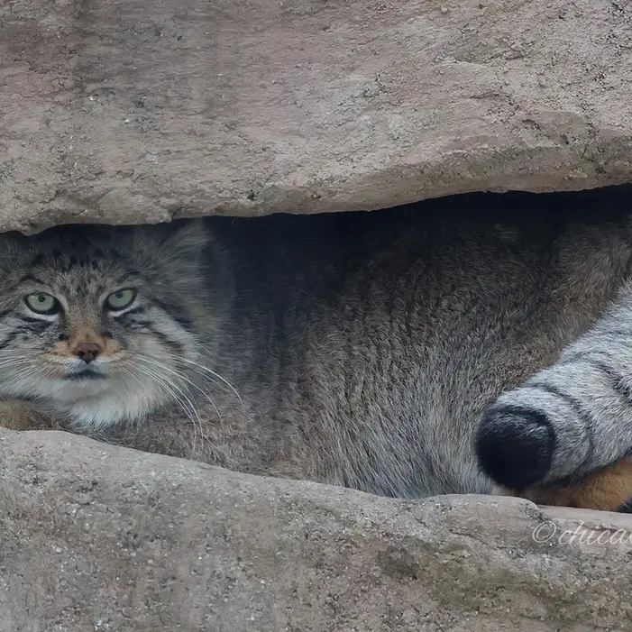 埼玉県こども動物自然公園のロータスの写真