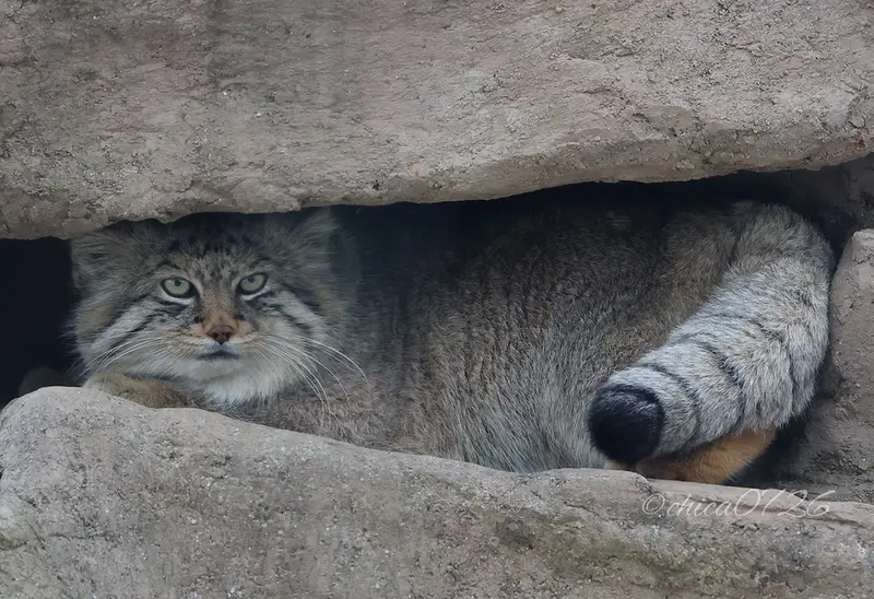 埼玉県こども動物自然公園のロータスの写真