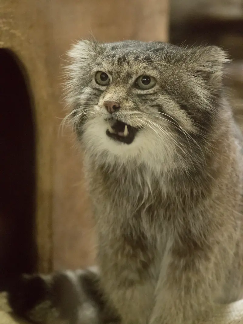 恩賜上野動物園のクリョンの写真