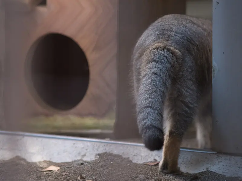 野毛山動物園のフィーガの写真
