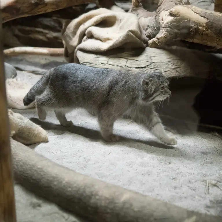 恩賜上野動物園のクリョンの写真