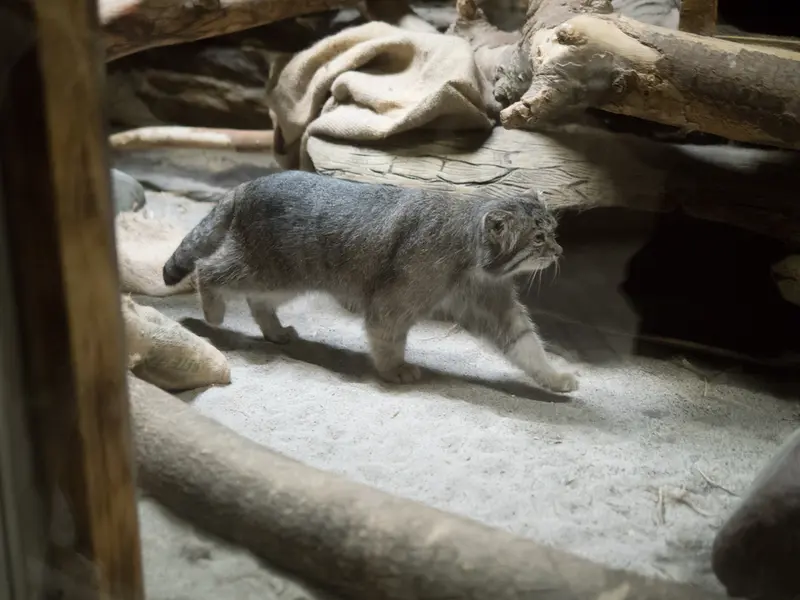 恩賜上野動物園のクリョンの写真