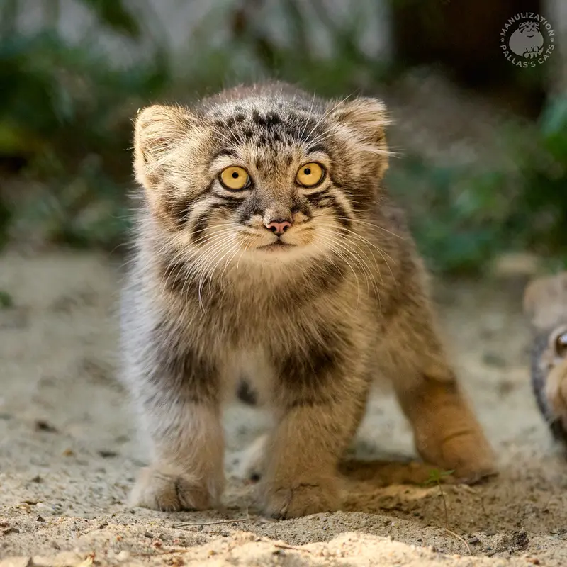 ノヴォシビルスク動物園のイヴの子（2026年生まれ）Ⅲの写真