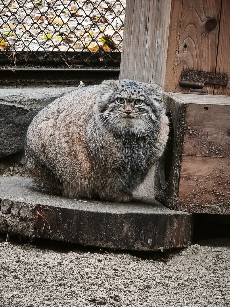 ノヴォシビルスク動物園のアデルの写真