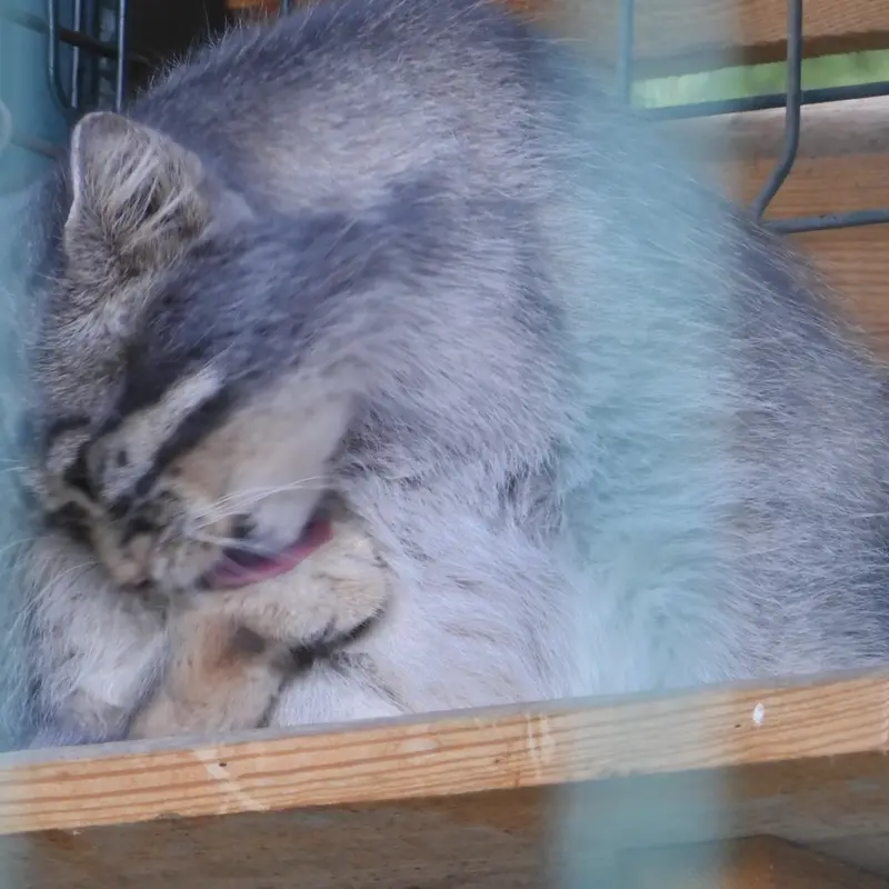 マヌルネコの写真