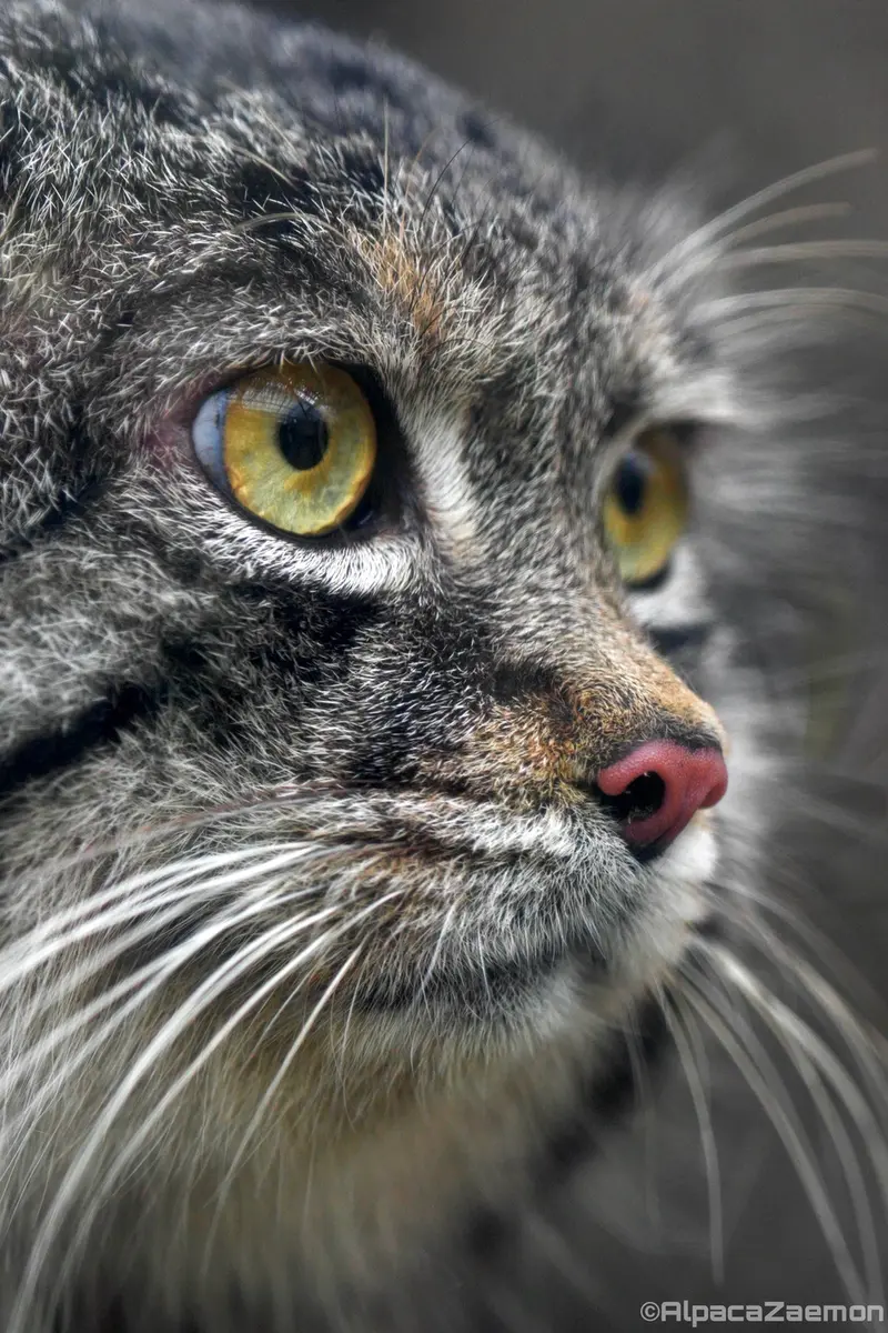 神戸どうぶつ王国のナルの写真