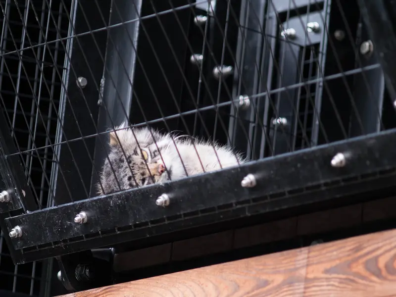 旭山動物園のグルーシャの写真