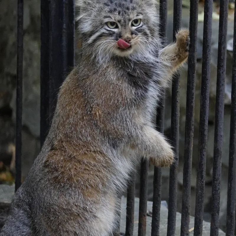 ノヴォシビルスク動物園のガビの写真