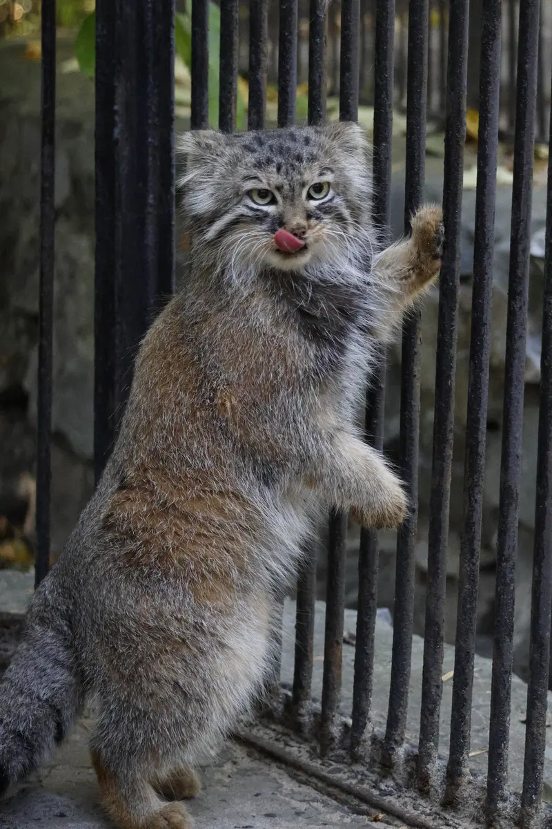 ノヴォシビルスク動物園のガビの写真