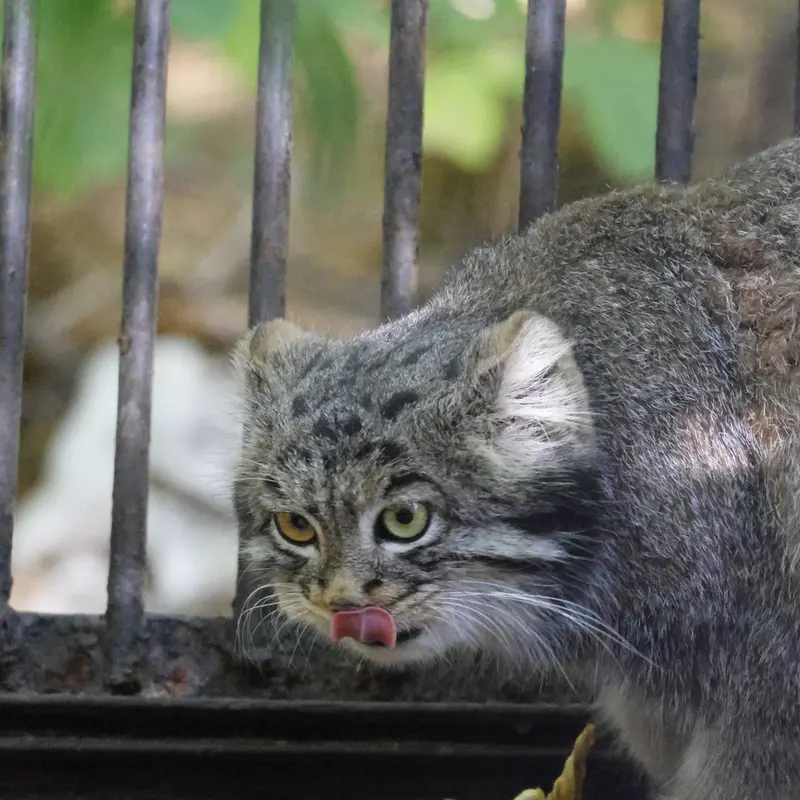 ノヴォシビルスク動物園のカトゥンの写真