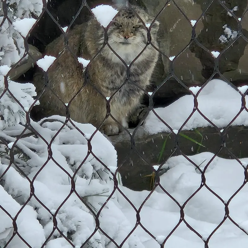 カルガリー動物園 / ワイルダー研究所のオラフの写真