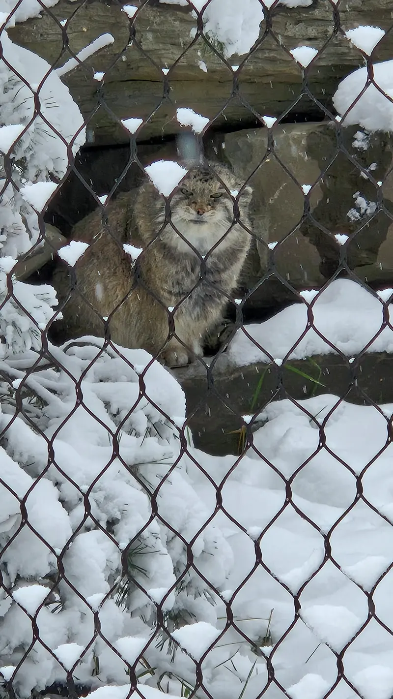 カルガリー動物園 / ワイルダー研究所のオラフの写真