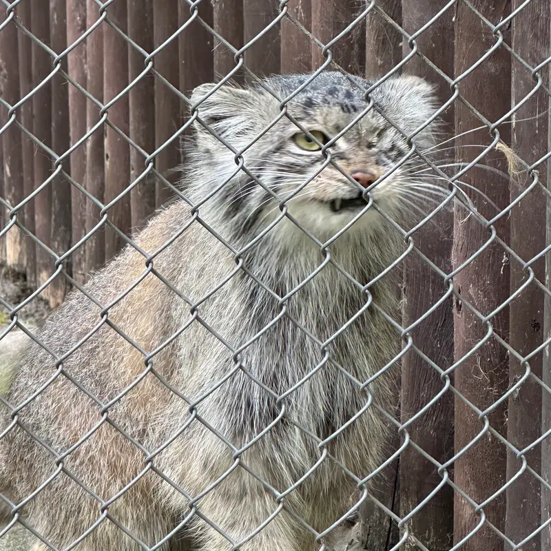 ポズナン新動物園のボジェンカの写真