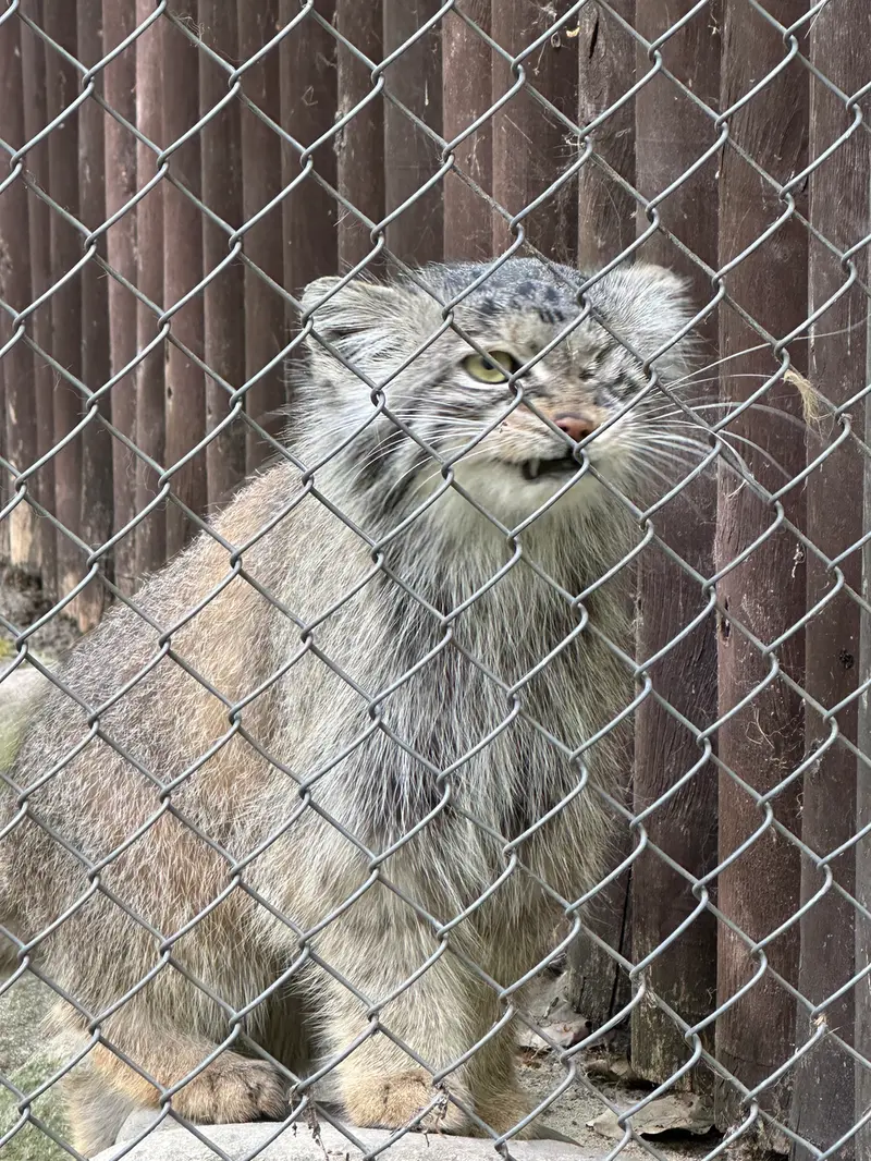 ポズナン新動物園のボジェンカの写真