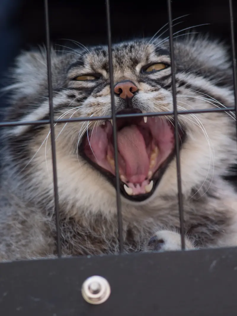 旭山動物園のグルーシャの写真