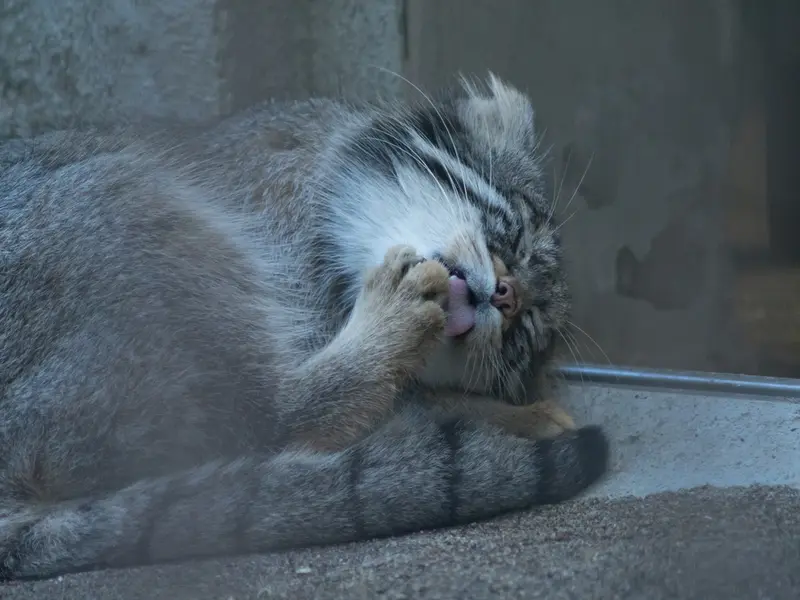 野毛山動物園のフィーガの写真