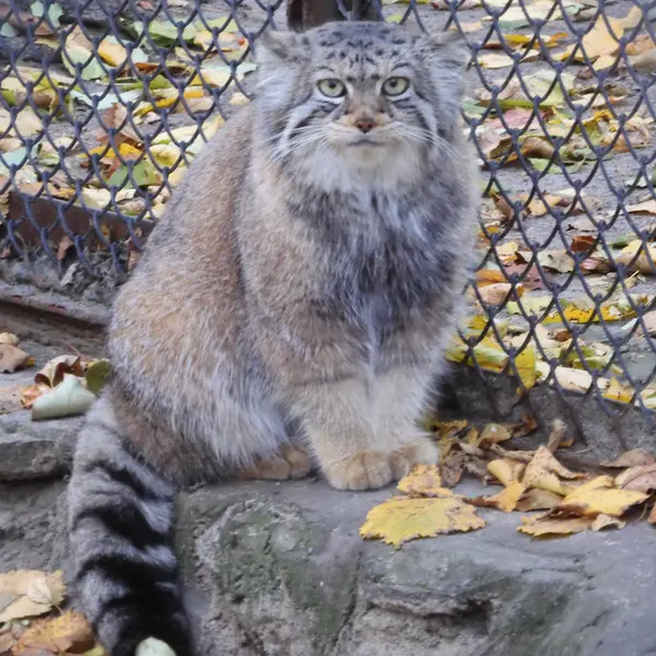 ノヴォシビルスク動物園のイヴの写真