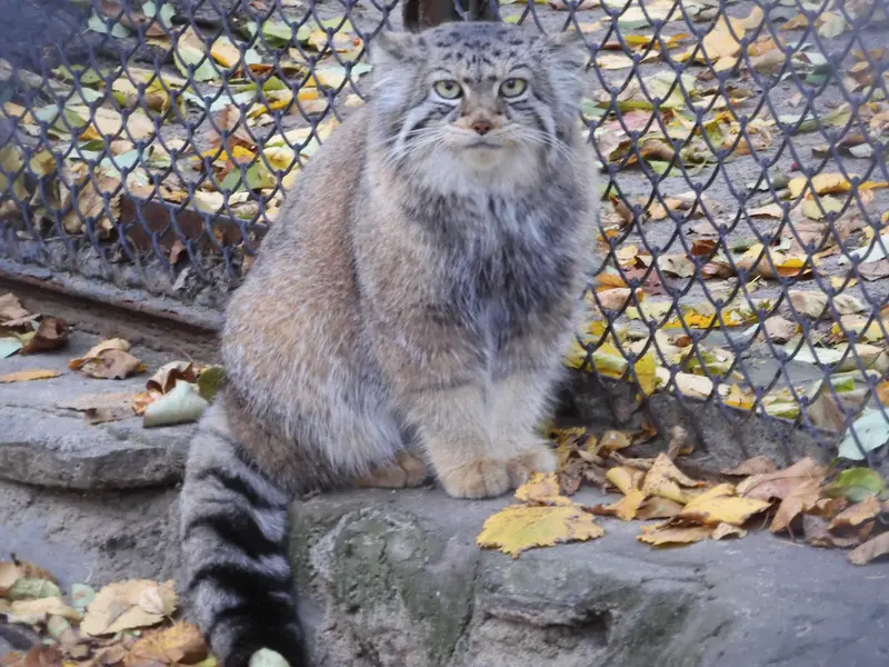 ノヴォシビルスク動物園のイヴの写真