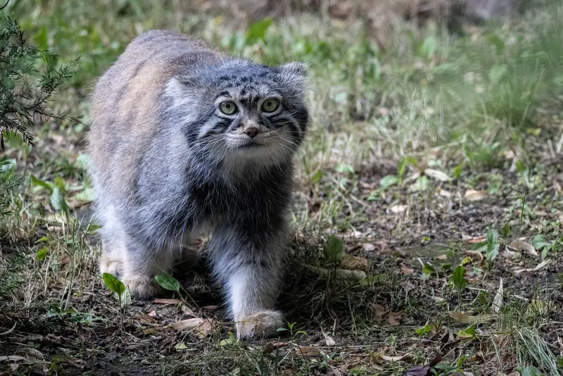 モスクワ動物園のティモフェイの写真
