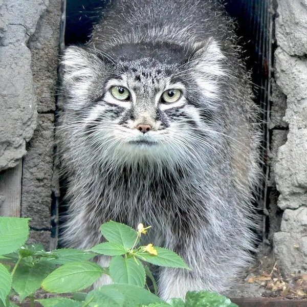 リガ動物園のマヌルネコ（2006年生まれ）の写真