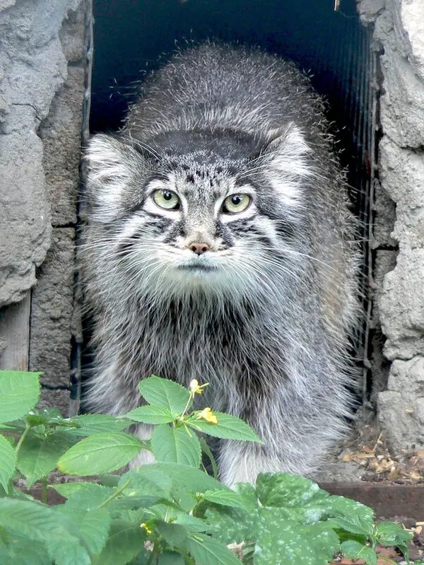 リガ動物園のマヌルネコ（2006年生まれ）の写真