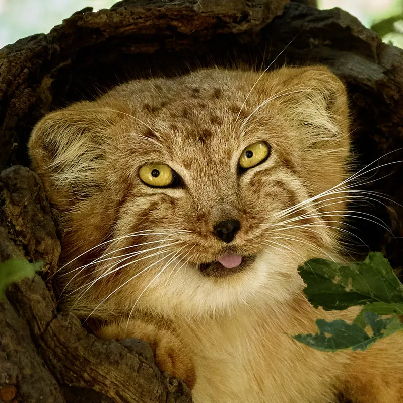 エレバン動物園のマヌルネコのナノ