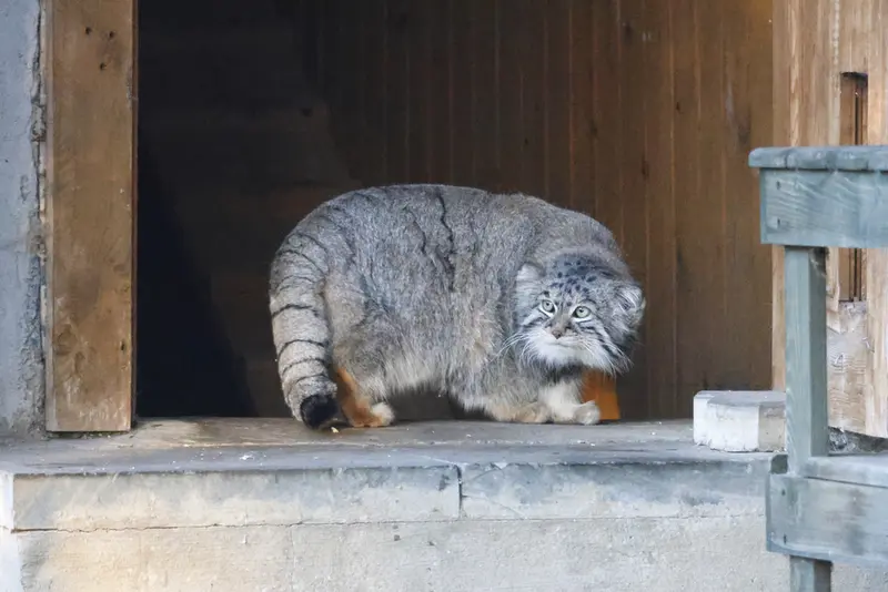 モスクワ動物園のティモフェイの写真