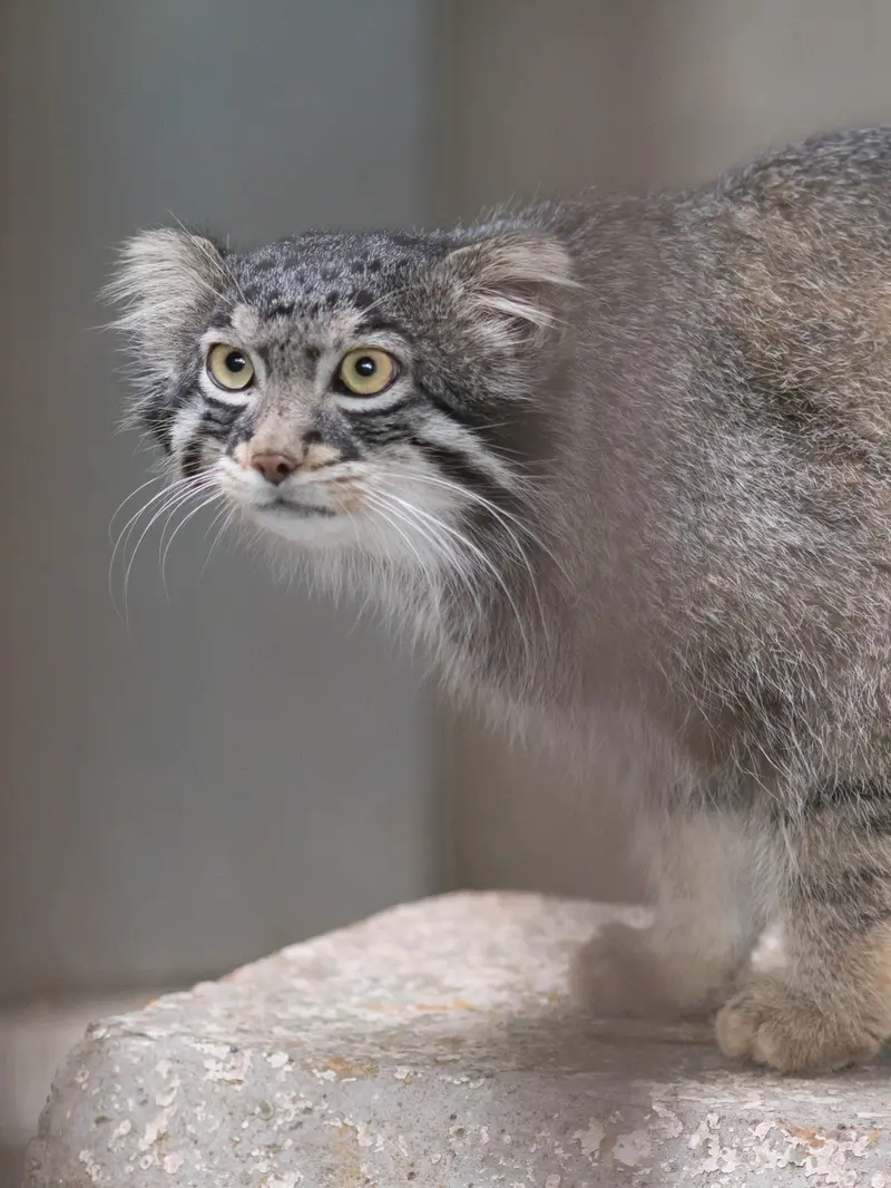 野毛山動物園のフィーガの写真