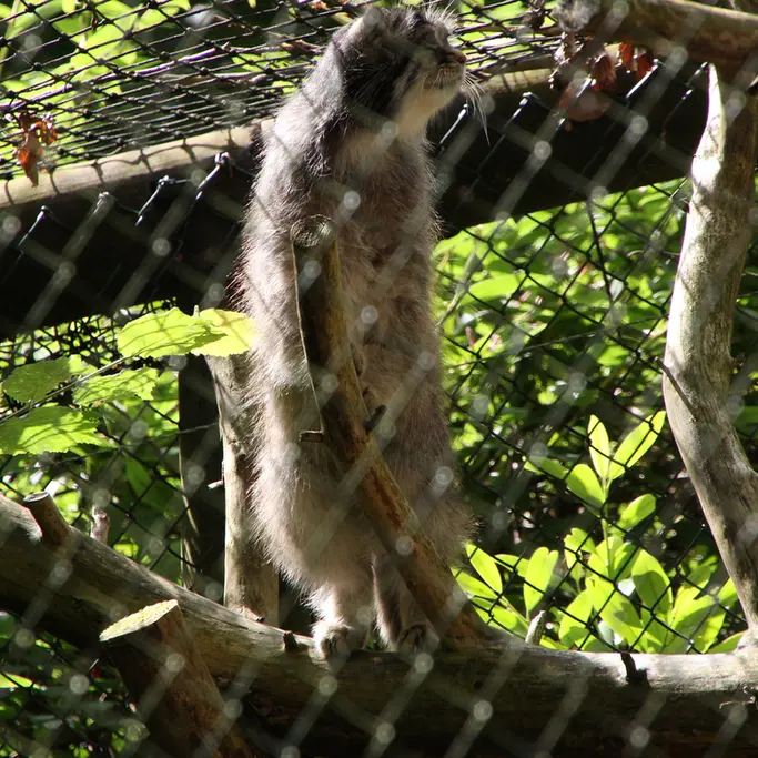 オペル動物園のバトゥの写真