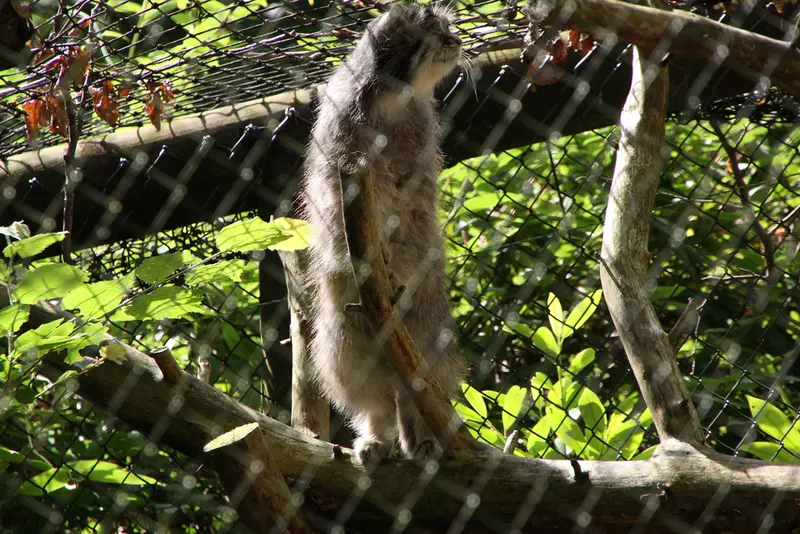 オペル動物園のバトゥの写真