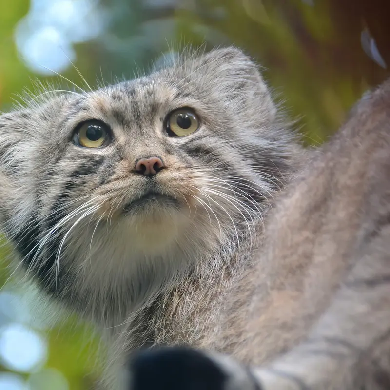 ブダペスト動物園・植物園のボフスの写真