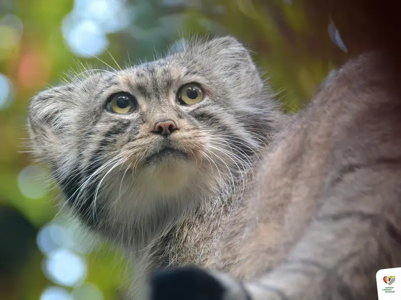 ブダペスト動物園・植物園のボフスの写真
