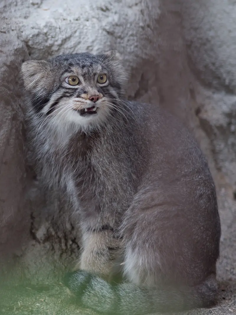 野毛山動物園のフィーガの写真