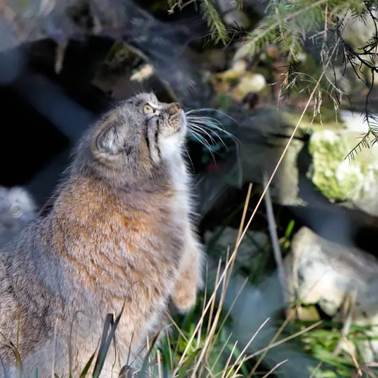 ヘラブルン動物園のプルシの写真