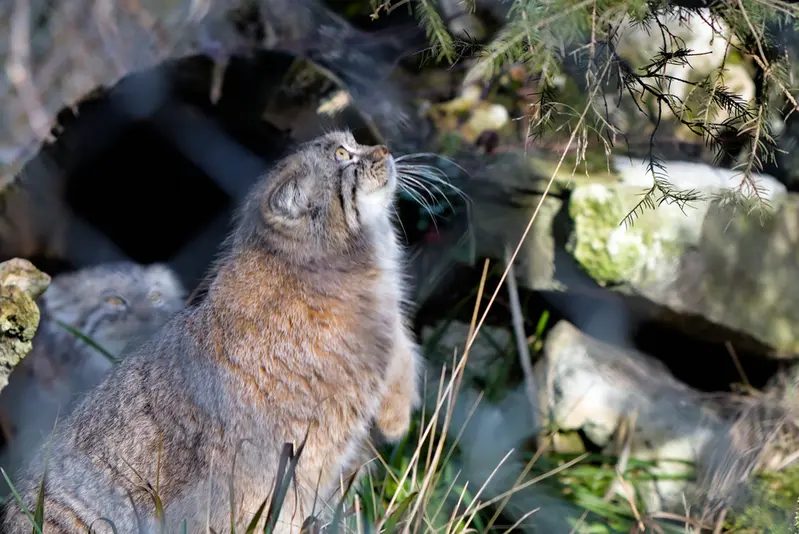 ヘラブルン動物園のプルシの写真