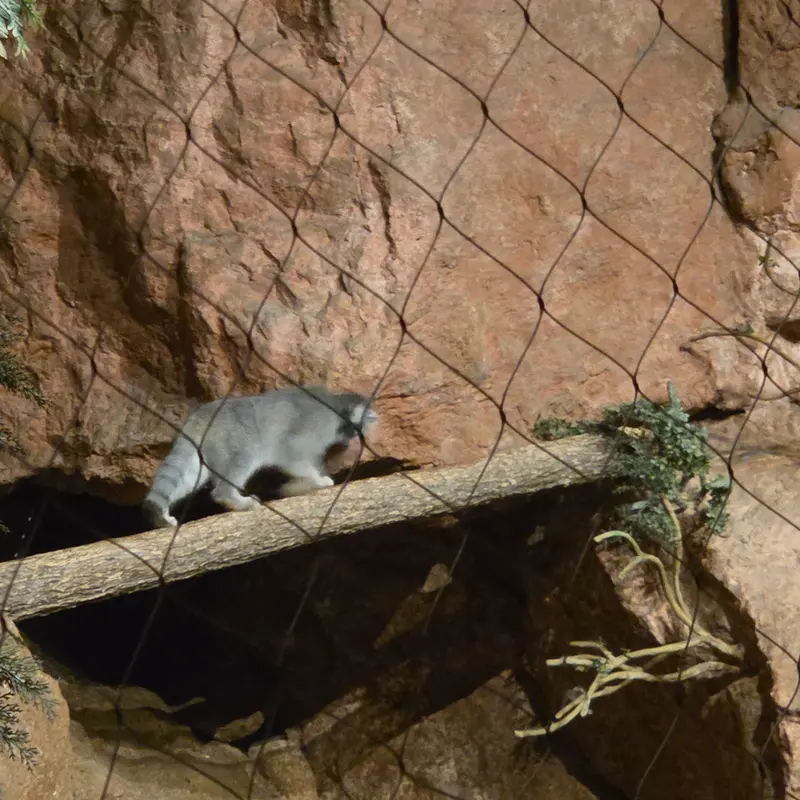 ブルックフィールド動物園シカゴのヨハンの写真