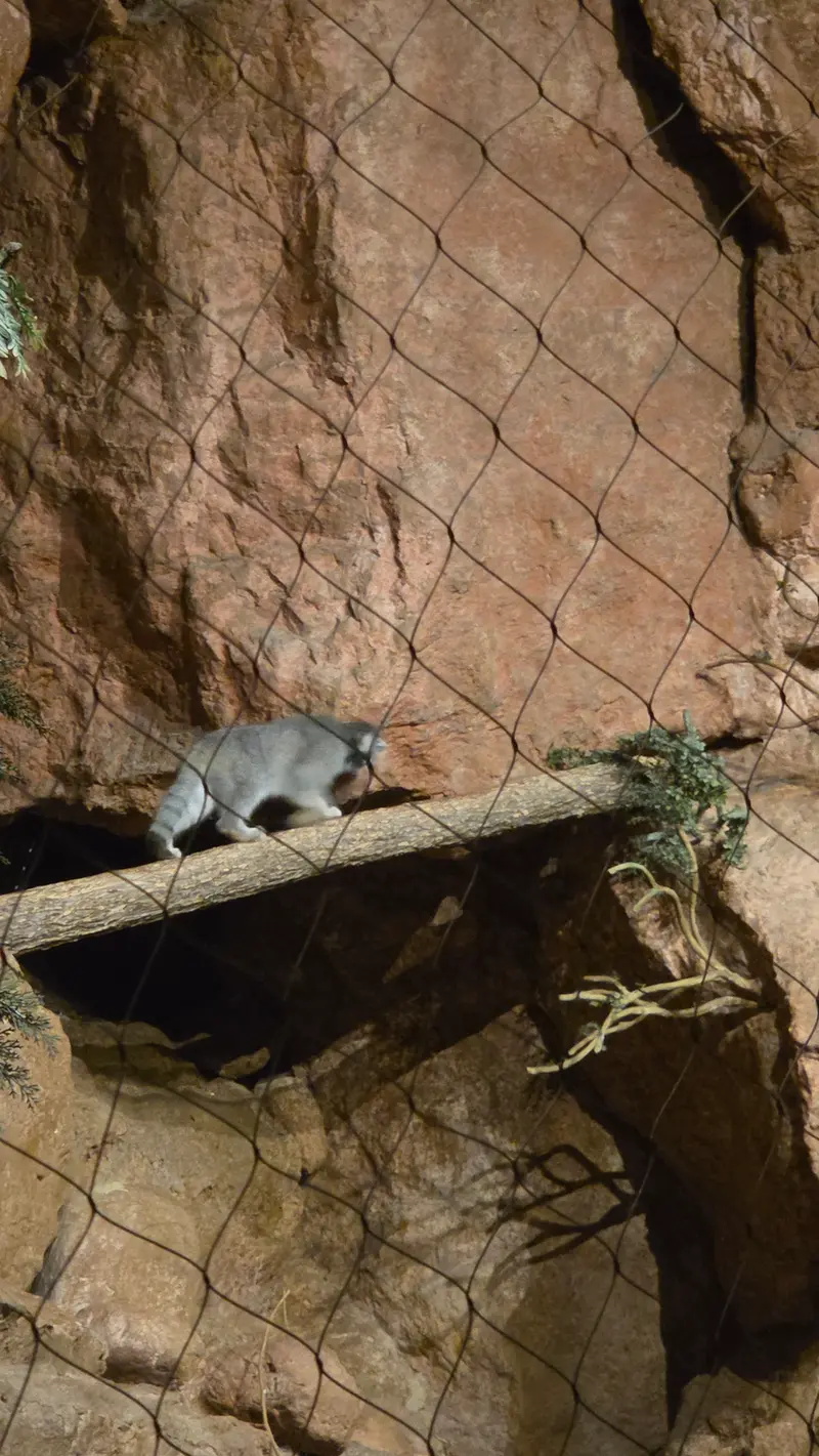ブルックフィールド動物園シカゴのヨハンの写真