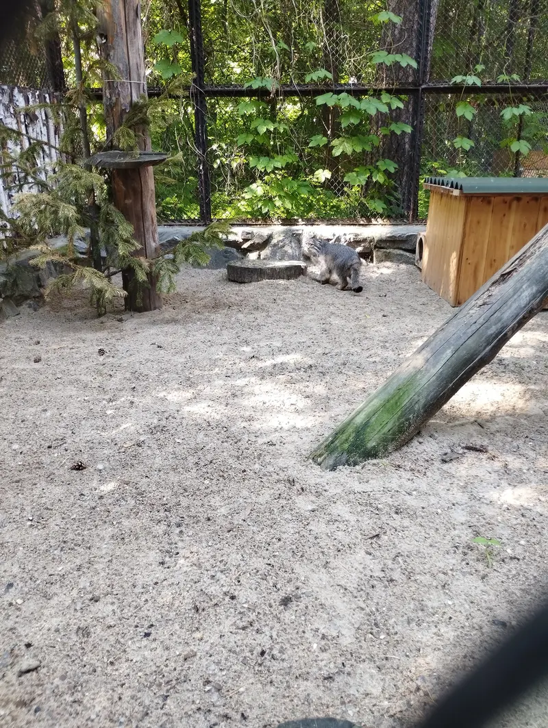ノヴォシビルスク動物園のマヌルネコの写真