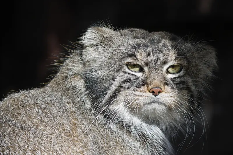 モスクワ動物園のティモフェイの写真