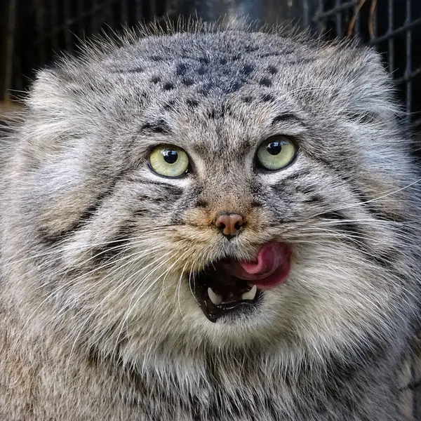 リガ動物園のビョルンの写真
