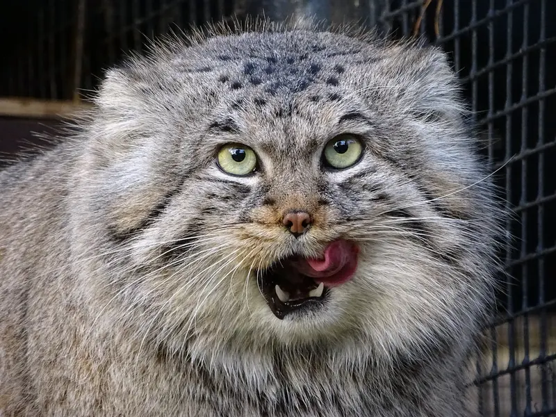 リガ動物園のビョルンの写真