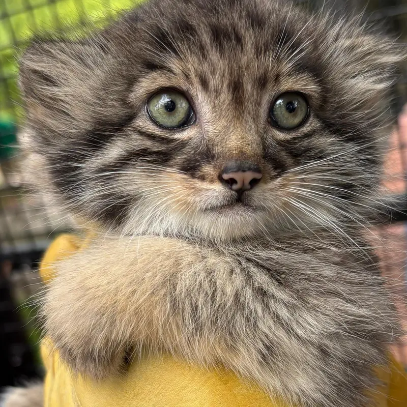 ニアイビ動物園のイーヴィーの子ネコ b.2026 Ⅲの写真