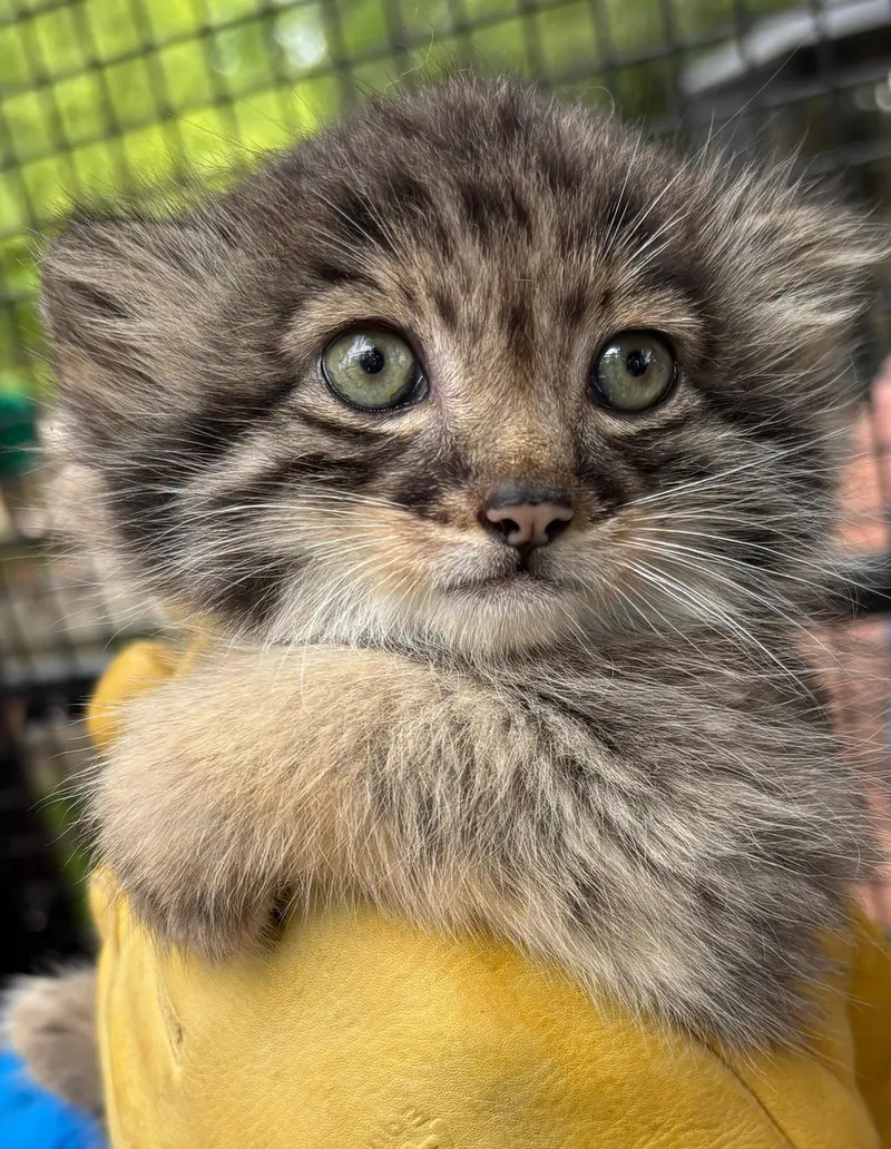 ニアイビ動物園のイーヴィーの子ネコ b.2026 Ⅲの写真