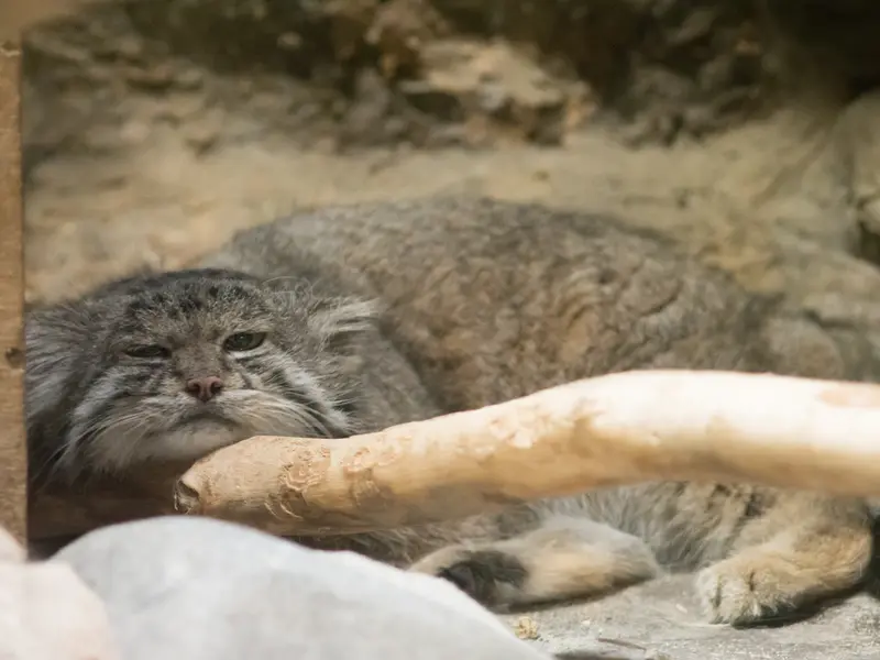 恩賜上野動物園のクリョンの写真