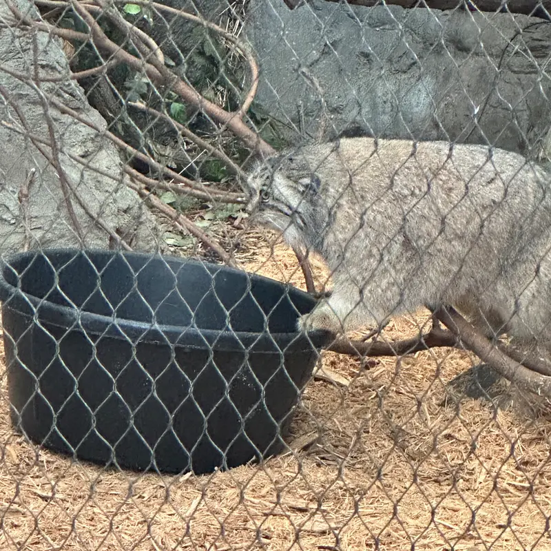 プロスペクト・パーク動物園のサルナイの写真
